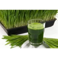 Centrifugeuse à Pressage à Froid Gemini Twin Gear De BioChef, 200 Oz, Blanc -Appareils Électroménagers 330772011 AlternateImage3 l